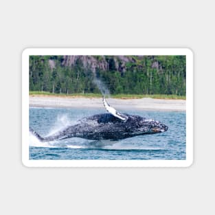 Breaching Humpback Whale in Alaska Magnet