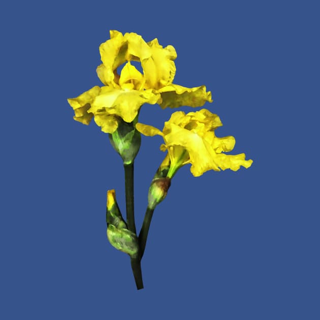 Two Yellow Irises and Buds by SusanSavad