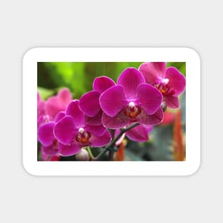 Phalaenopsis 'Red Jewel' (B535/1275) Magnet