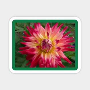 Dahlia #24 Magnet