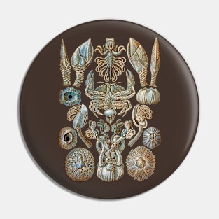 Ernst Haeckel Cirripedia Crab  Blue Pin