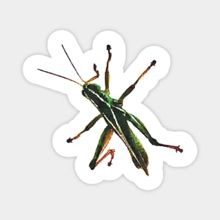 Green Grasshopper Climbing Watercolor Style Magnet