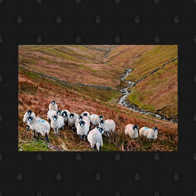 Swaledale Sheep in Weardale by MartynUK