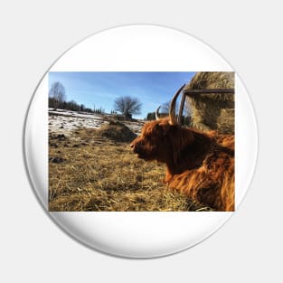 Scottish Highland Cattle Cow 2330 Pin