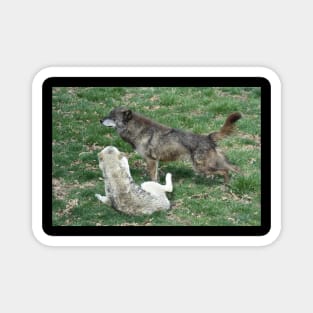 Wolves Magnet