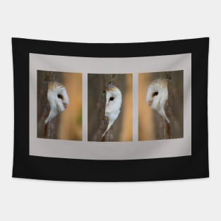 Barn Owl Triptych Tapestry