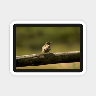 Single little bird on a fence, animal photography Magnet