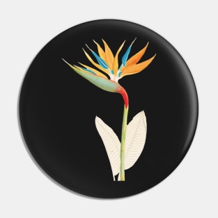 Bird of Paradise - Strelitzia Reginae - botanical illustration Pin