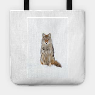 Snow Nose - Coyote Tote