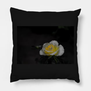 White rose blossom with bright yellow center on black background Pillow