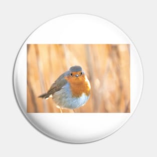 Robin in golden light Pin