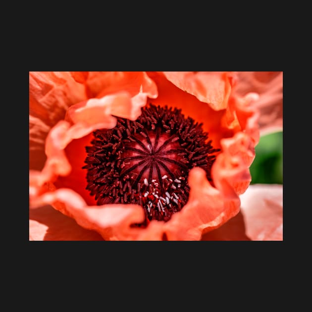 Pink oriental poppy close-up by blossomcophoto