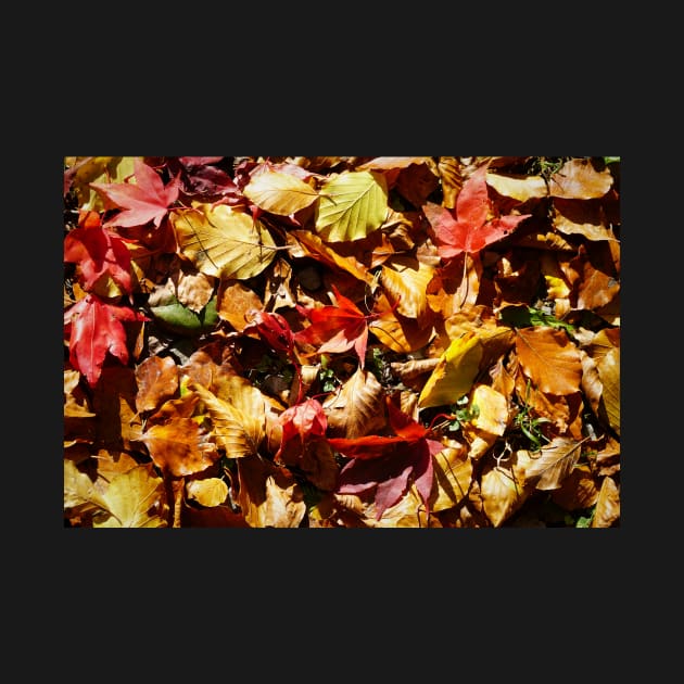 Colorful Fallen Autumn Leaves 2 - Seasons - Nature Abstract by Harmony-Mind