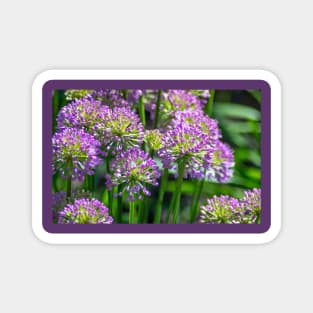 Light purple Allium flowers in a garden Magnet