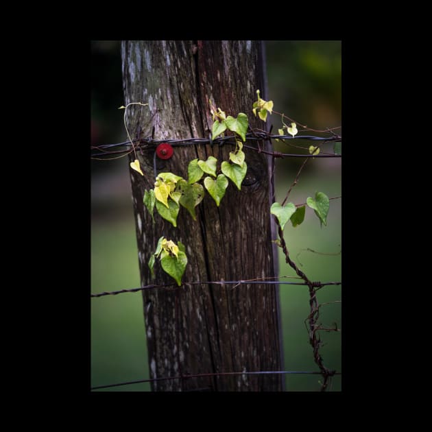 Fence by EviRadauscher