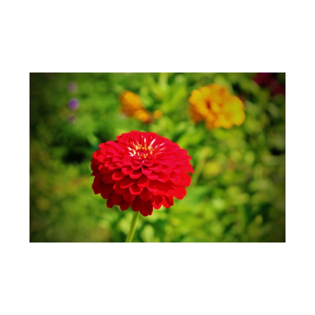 Red Zinnia by Cynthia48