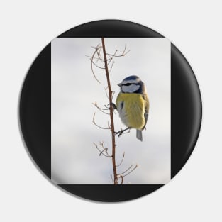 Blue Tit in winter Pin