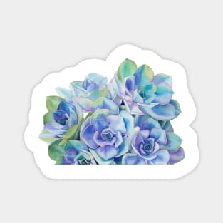 Blue and green succulents in watercolor Magnet