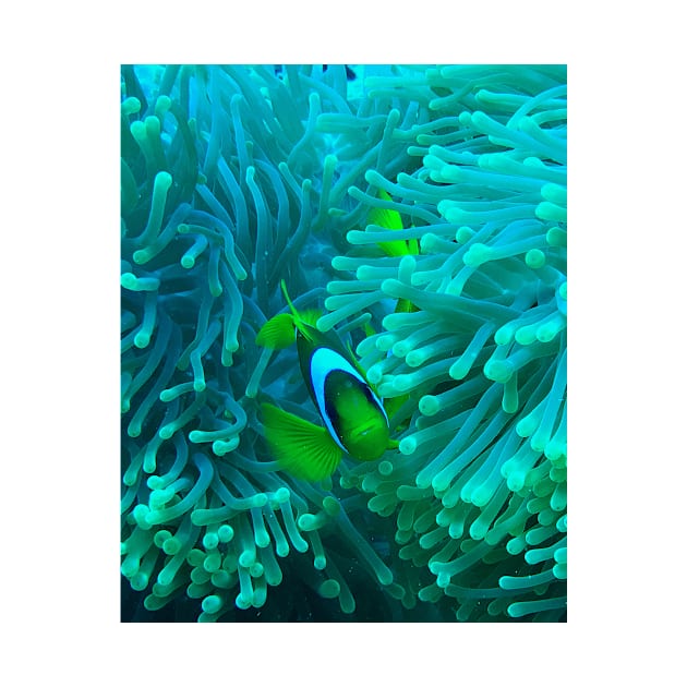 Clownfish by likbatonboot