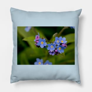 English Forget-me-not in Springtime Pillow