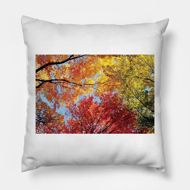 Low Angle View Of Autumn Trees Pillow by HammiltenJohn