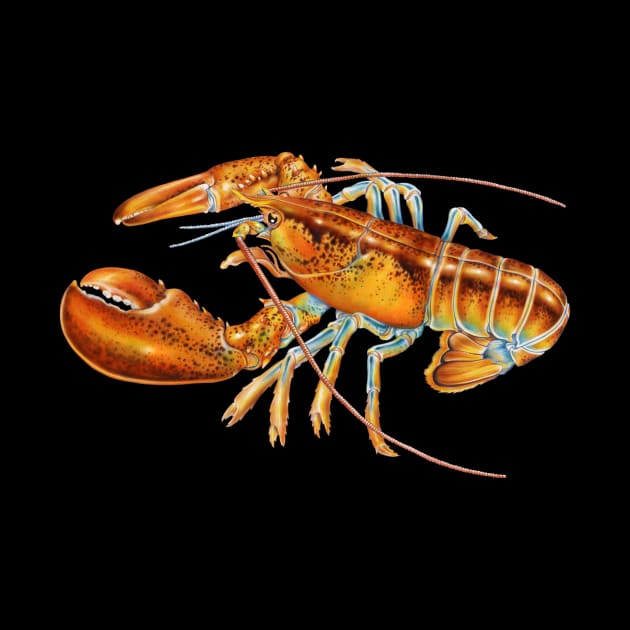 Maine Lobster by Tim Jeffs Art