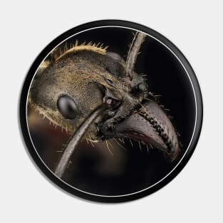 Texas bullet ant. Pin