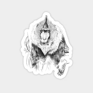 Mandrill Magnet