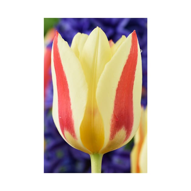 Tulipa 'Gluck' Kaufmanniana Tulip by chrisburrows