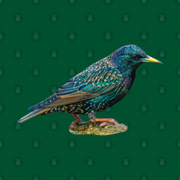 Starling by dalyndigaital2@gmail.com