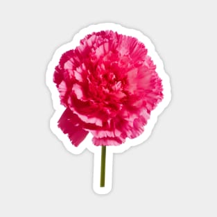 Hot pink carnation blossom Magnet