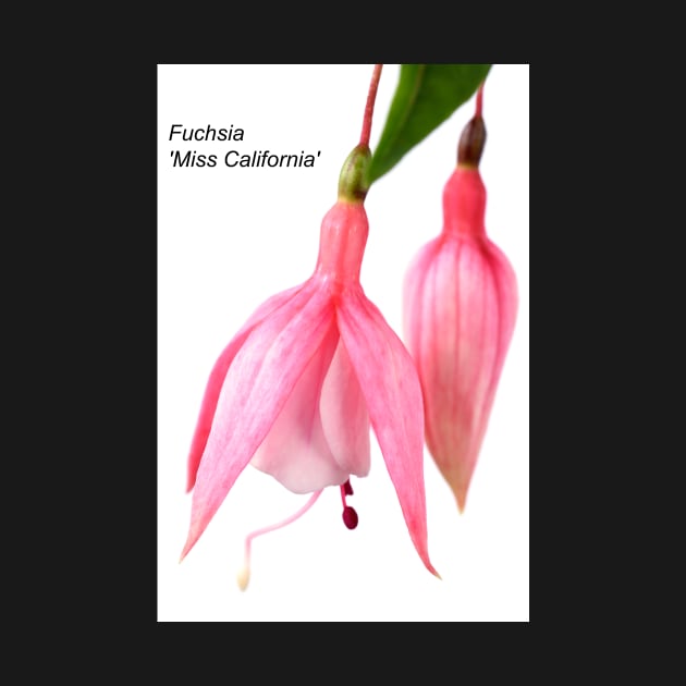 Fuchsia  'Miss California' by chrisburrows