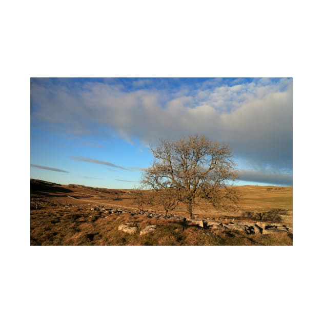 Last Tree Standing by RoystonVasey