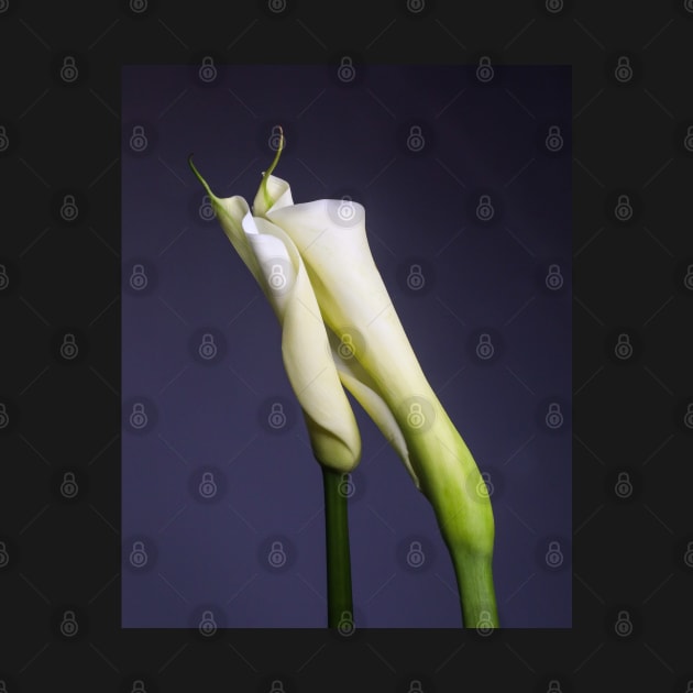 Calla Lilies - Tender Touch by Thomas G. Bugarin