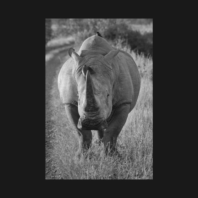 African Rhino by StacyWhite