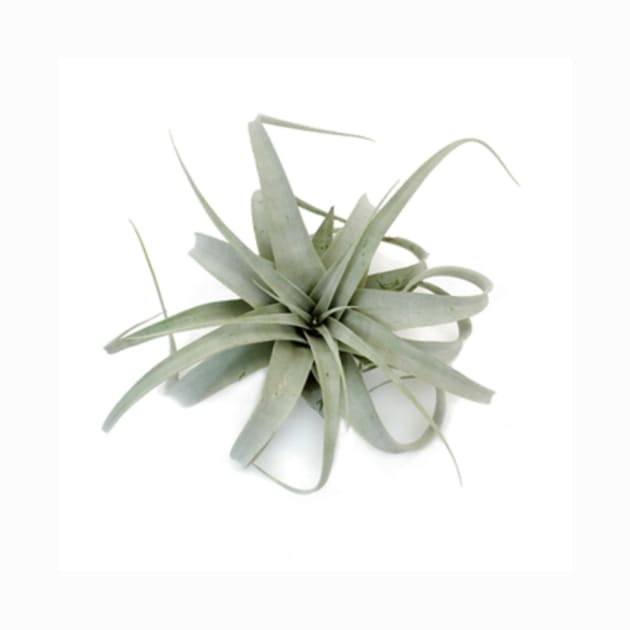 Air Plant by Soozieq