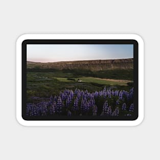 Lupine Flowers in Blossom During Midnight Sunset in Iceland Magnet