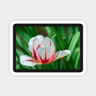 Rembrandt Tulip Magnet