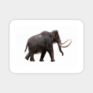 Woolly mammoth, illustration (C040/3147) Magnet