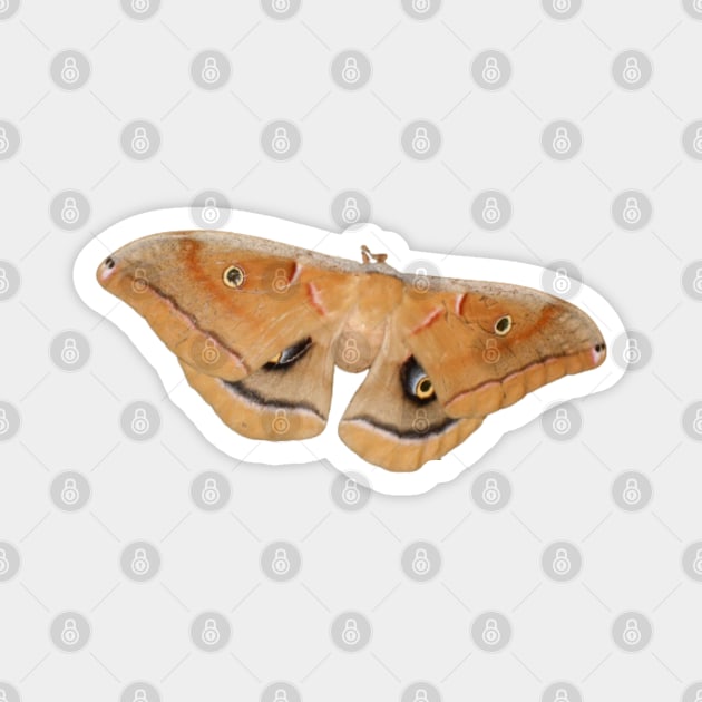 Beautiful Polyphemus Moth Close Up Magnet by starcraft542