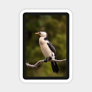 Little Pied Cormorant Magnet