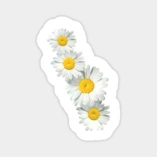 Shasta Daisies Magnet