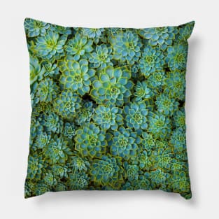 Green Succulent Pillow