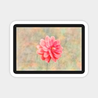 Pink dahlia on texture Magnet