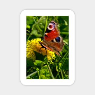 Peacock Butterfly Magnet