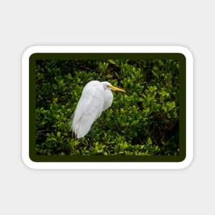 Great Egret In The Mangrove Tree Magnet