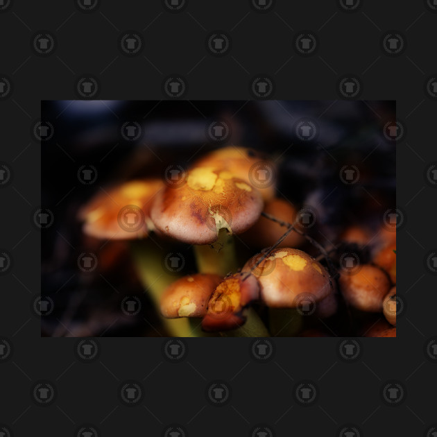 Mushrooms Macro