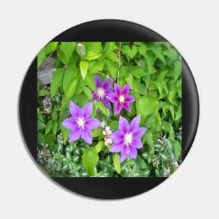 Clematis Pin