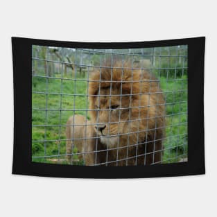 Lion staring at the food in zoo Tapestry