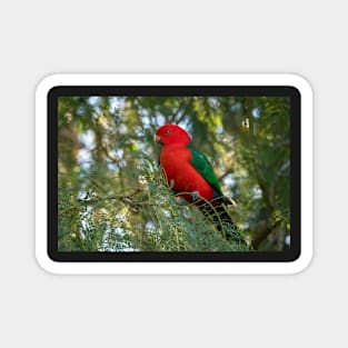 Male King Parrot, Queensland Australia Magnet